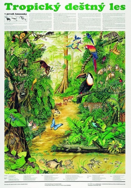 Tropický deštný les (nástěnná tabule)