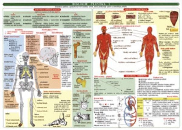 Biologie člověka (soubor 2 tabulek)