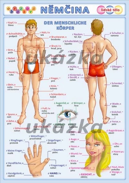 Obrázková němčina 3 - Lidské tělo (oboustranná tabulka, A5)