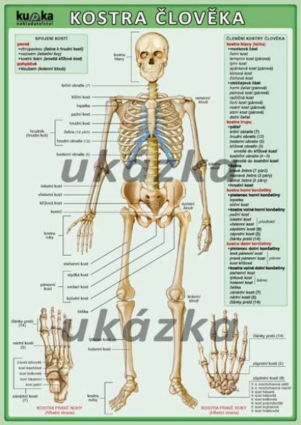 Kostra člověka (oboustranná tabulka, A4)