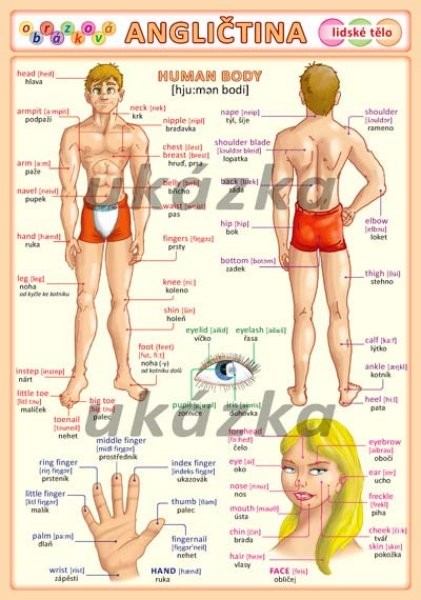 Obrázková angličtina 3 - Lidské tělo (oboustranná tabulka, A5)