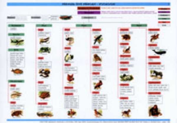 Zoologie - Přehled živé přírody (tabulka)