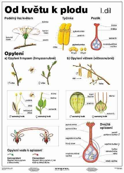Od květu k plodu I.díl (tabulka A4)