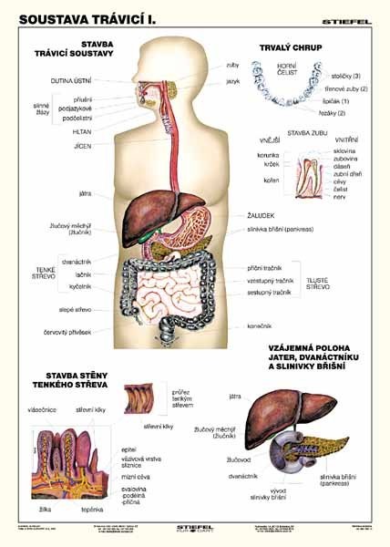 Soustava trávicí I. (tabulka, A4)