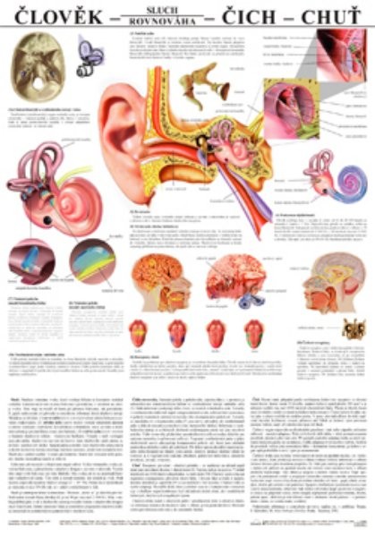 Člověk - sluch/rovnována, čich, chuť (nástěnná tabule)