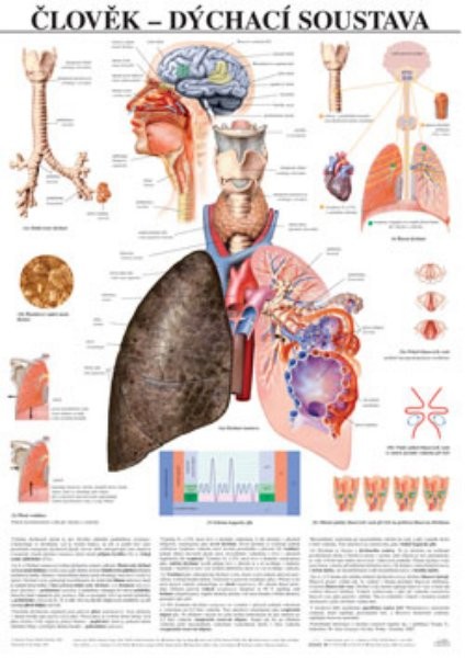 Člověk - dýchací soustava (nástěnná tabule)