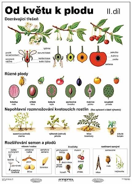 Od květu k plodu II.díl (tabulka, A4)