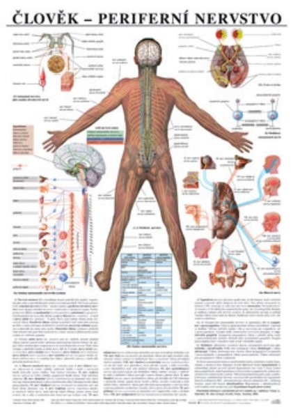 Člověk - periferní nervstvo (nástěnná tabule)