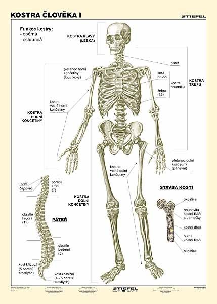 Kostra člověka I (tabulka, A4)