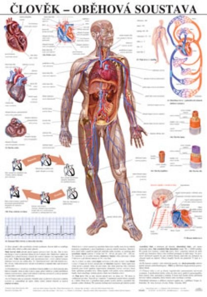 Člověk - oběhová soustava (nástěnná tabule)