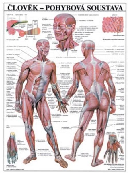 Člověk - pohybová soustava (nástěnná tabule)
