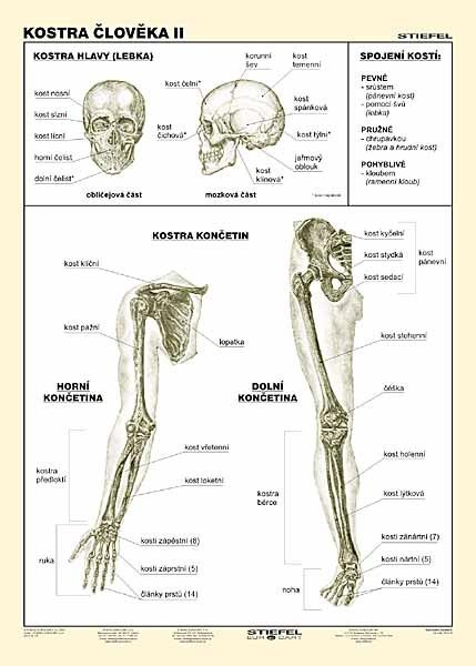 Kostra člověka II (tabulka, A4)