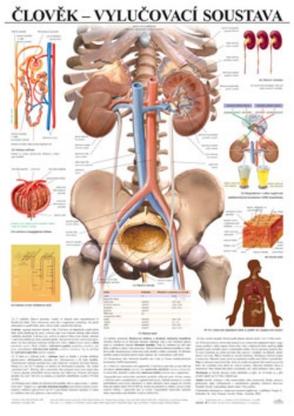 Člověk - vylučovací soustava (nástěnná tabule)