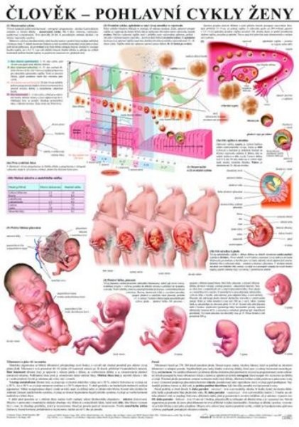 Člověk - pohlavní cykly ženy (nástěnná tabule)