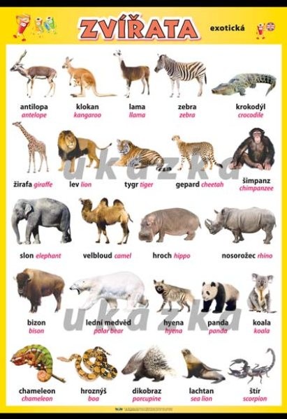 Zvířata - exotická (nástěnná tabule 100x70 cm)