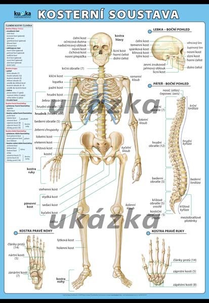 Kosterní soustava (nástěnný obraz 140x100 cm)