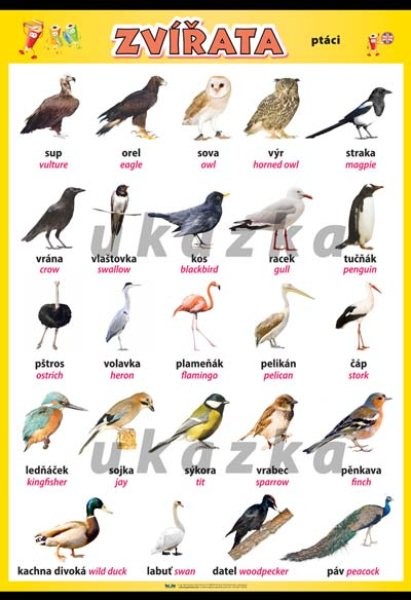 Zvířata - ptáci (nástěnná tabule 100x70 cm)