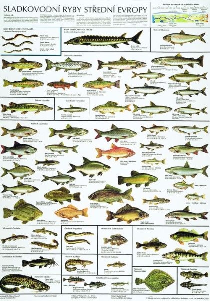 Sladkovodní ryby střední Evropy (nástěnná tabule)