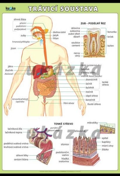 Trávicí soustava (nástěnný obraz 140x100 cm)