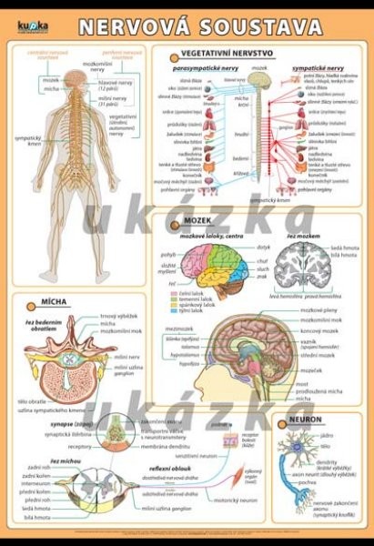 Nervová soustava (nástěnný obraz 140x100 cm)